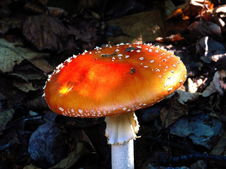 Alaska Wild Mushroom